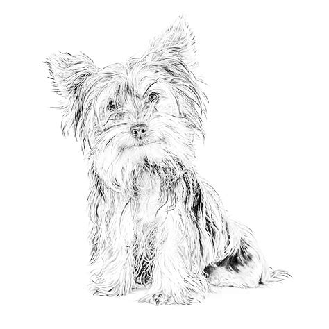 yorkie pages  adults coloring pages