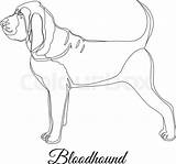 Bloodhound Getdrawings Drawing Vector sketch template