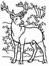 Hunting Deer Coloring Pages Printable Elk Kids Color Print Simple Hunter Drawings Popular Template Getcolorings Clipartmag Library Clipart sketch template