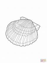 Coloring Seashell Pages Shell Printable Kids Shells Sea Scallop Colouring Drawing Sheets Seashells Bestcoloringpagesforkids Book Template Beach Patterns Outlines Supercoloring sketch template