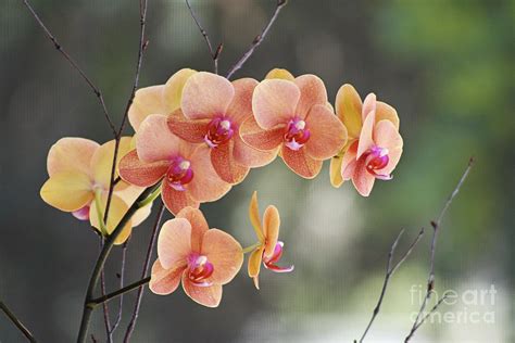 peach orchid photograph  pamela gail torres