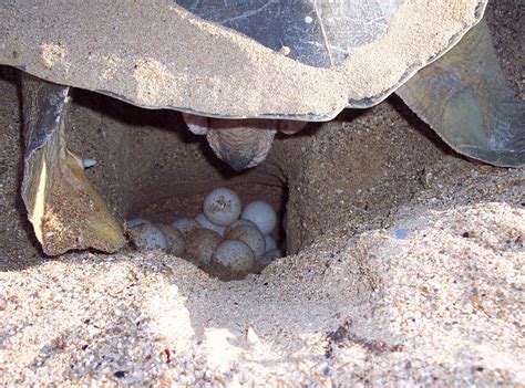 Flatback Sea Turtle Exploration