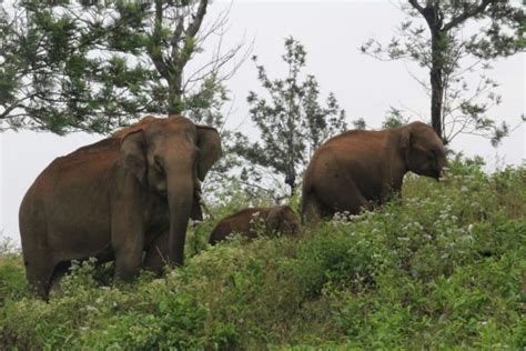 elephants and humans coexist in pandanallur india rhino review