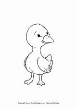 Duckling Outline Clipart Colouring Ducklings Colour Library sketch template