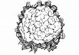 Cauliflower Coloring Pages Printable Large sketch template