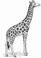 Jirafa Colorear Zoo Giraffes sketch template