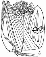 Allium Tricoccum sketch template