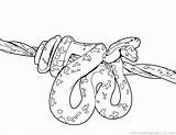 Coloring Pages Cobra Spitting Snake Color Printable Getcolorings sketch template