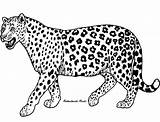 Coloring Cheetah Pages Leopard Kids Printable Print Animal Jaguar Realistic Animals Color Colour Clipart Dibujo Google Adults Drawing Guepardo Coloriage sketch template