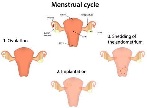 Natural Menstrual Cramp Remedies Severe Menstrual Cramp Treatment