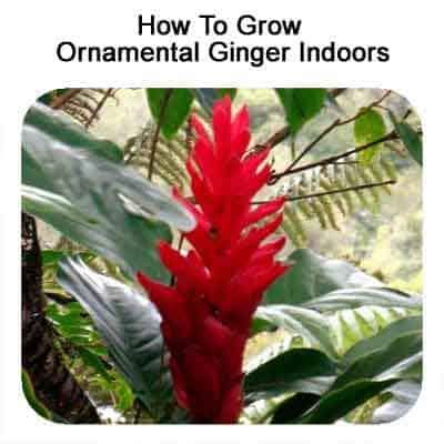 grow ornamental ginger indoors