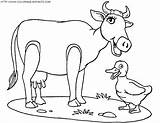 Vache Canard Coloriage Vaquitas Moldes Animales Vaches Vacas Coloriages Kolorowanki Imprimer Animaux Paginas Kiri Krowy Kolorowanka Druku Dessins sketch template