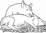 Cerdo Cerdos Durmiendo sketch template