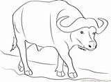 Carabao Coloring Pages Getcolorings Printable Buffalo Print sketch template