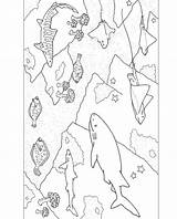Monterey Sharks Rays sketch template