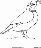 Quail Coloring Pages Bird Drawing Clipart Preschool California State Animals Clip Birds Printable Kids Color Draw Cute Quails Popular Type sketch template