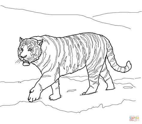 siberian  amur tiger coloring page  printable coloring pages