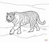 Coloring Tiger Pages Siberian Amur Outline Drawing Realistic Printable Color Traceable Printables Adults Lsu Print Animal Sumatran Turtle Snapping Tigers sketch template