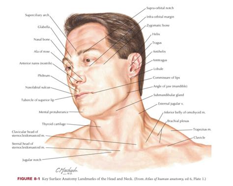 surface anatomy   head  neck neck muscle anatomy muscle diagram anatomy
