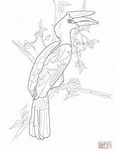 Coloring Hornbill Rhinoceros Pages Perched Drawing Printable sketch template