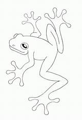 Coloring Frog Dart Poison Pages Kids Frogs Popular Adults sketch template