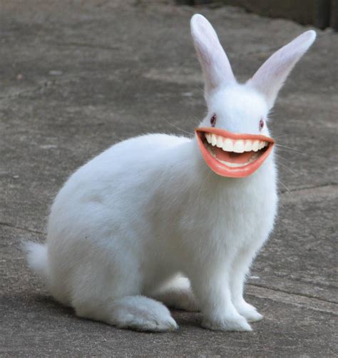 rabbits  human teeth  graffitiftw  deviantart