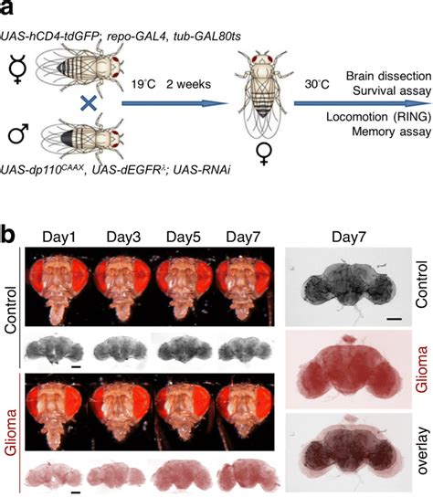 An Adult Drosophila Model For Human Glioma A Scheme Of Generation Of