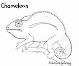 Camouflage Chameleon Coloring Print Itself Avoid Being Really Well Had sketch template