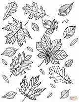 Coloring Leaves Autumn Pages Fall Supercoloring Printable Leaf Kids Sheets Nature Choose Board sketch template