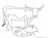 Calf Getcolorings Coloringfolder sketch template