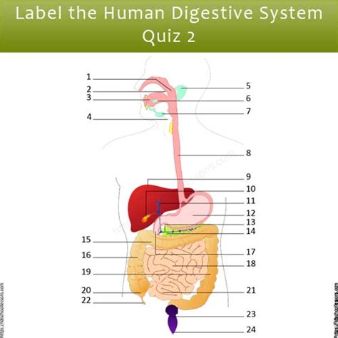 label human digestive system quiz  digestive system worksheets