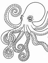 Octopus Coloring Drawing Pages Kids Adult Giant Squid Outline Color Baby Swim Printable Heart Realistic Simple Tattoo Drawings Cartoon Clipart sketch template