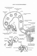 Implantation Biologie Anatomie Ovulation Embryonic Medecine Chimie Etude Sciences Dentaire sketch template