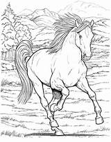 Galopp Pferde Horses Ausmalbild Kleurplaat Cheval Gallop Adulte Derby Caballo Ordnung Benutzen Genügt Webbrowser Wenn Paard sketch template