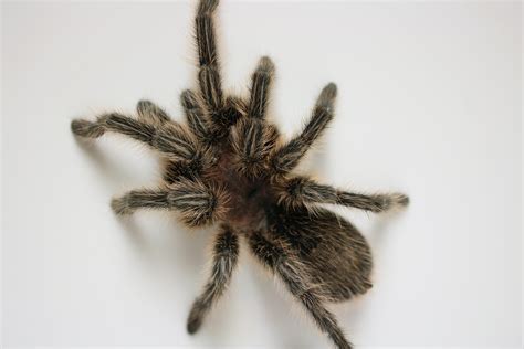 Venom And Barbed Hairs Why Tarantulas Are Actually Quite Cool