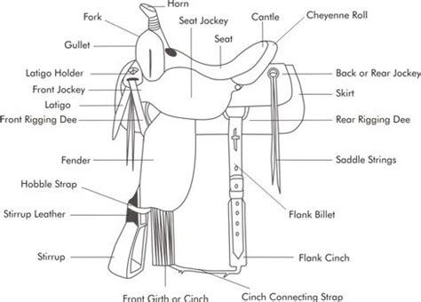 anatomy   western saddle horse grooming western saddle pads
