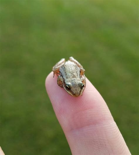 smallest frog ive   aww