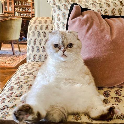 sweet scottish fold  increasingly popular  caveat emptor