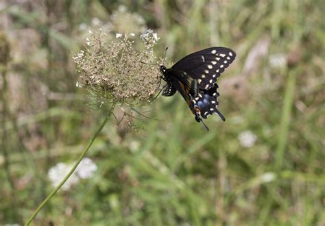 blue swallowtail  stock photo public domain pictures