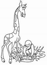 Colorir Macaco Girafa Desenhos Girafas Giraffe Tudodesenhos sketch template