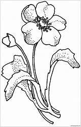 Poppy Pages Coloring Flower Drawing Papaveraceae Arctic Flowers Supercoloring Clipart Lilac Printable Cliparts Mohnblume Line Ausmalbild Color Bluebonnet Poppies Clip sketch template