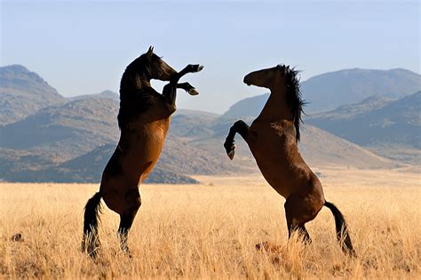 experience africa wild horses   namib desert