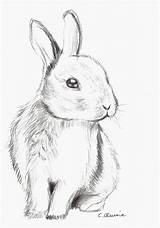 Bunny Drawing Cute Fluffy Sketch Draw Pencil Drawings Sketches Animals Realistas Choose Board Dibujo Cool sketch template