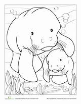 Coloring Manatee Pages Worksheets Sheets Kids Education Worksheet Manatees Animal Books Colouring Color Sea Animals Cow Florida Adult Craft Baby sketch template