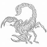 Scorpio Zodiac Coloring Pages Sign Mandala Zentangle Horoscope Adult sketch template