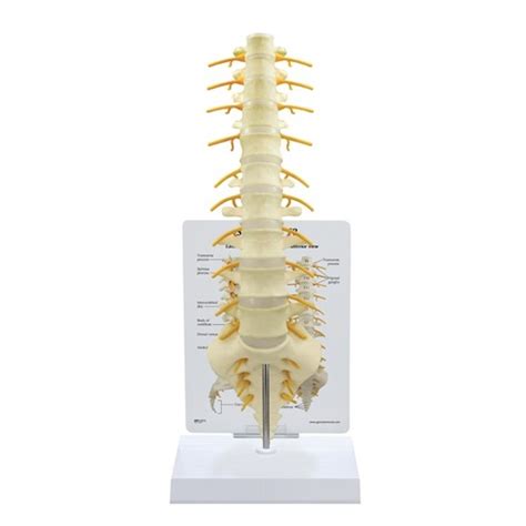 anatomical model sacrum t8 spine