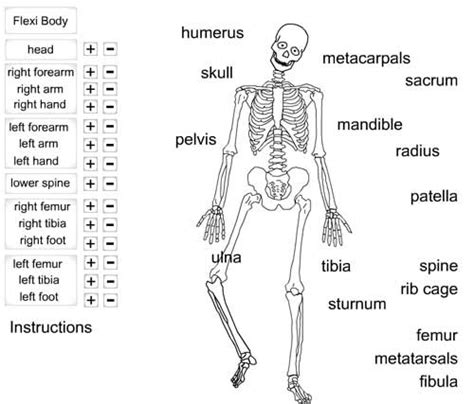 images  human skeleton bones worksheet skeleton cut