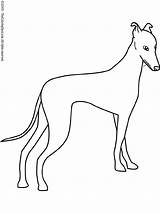 Coloring Pages Greyhound Whippet Dog Dogs Kids Printable Color Printables Colouring Galgo Sheets Pattern Bing Coat Sketch Patterns Pic Grey sketch template