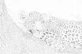 Leopard Coloring Tree Mimi Panda Print sketch template