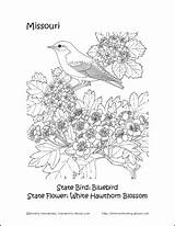 Missouri Coloring State Bird Flower Pages Homeschooling sketch template